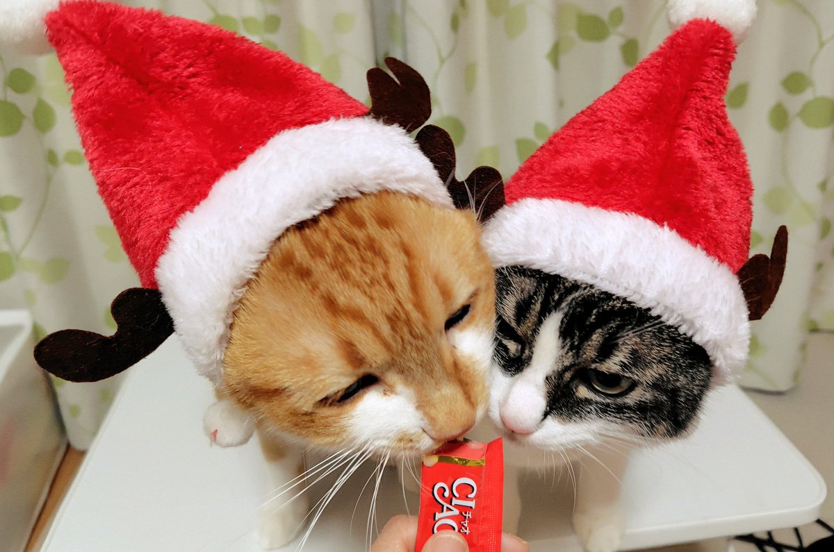 三毛猫 (@nanayoume33) / Posts / X