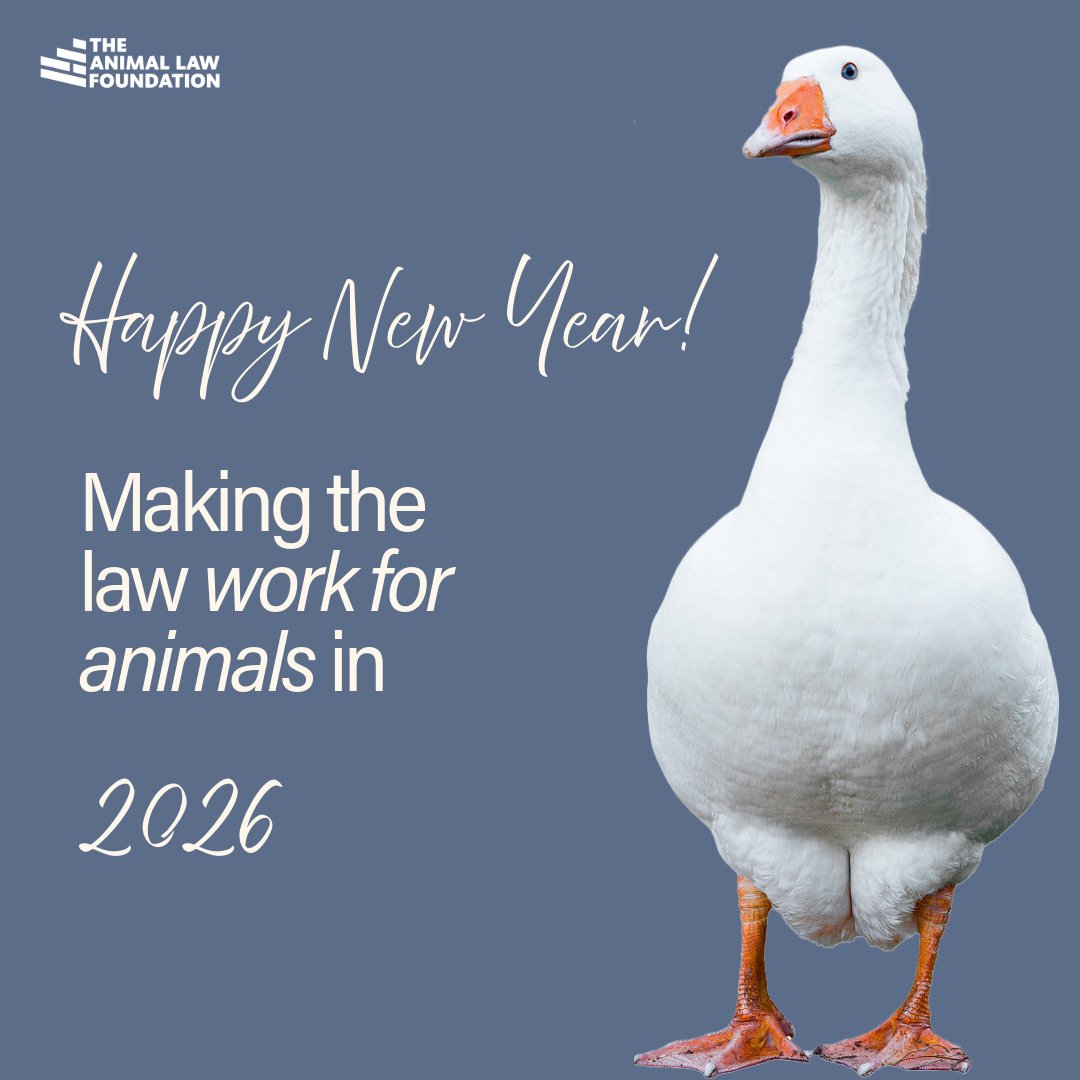 2026 begins with a clear purpose.

At The Animal Law Foundation, we’re strengthening our efforts to ensure the law truly works for animals – from better enforcement to challenging the failures that leave animals unprotected 🐷🐓🐮🦞🐟

Join us as we turn momentum into meaningful