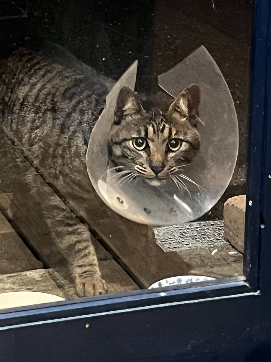 Queue_de_cle's tweet image. 【拡散希望】
ボロボロのエリザベスカラーをつけたキジトラの猫ちゃんが現れました。かなり疲れている様子で、飼い主さんが探している可能性があります

特徴：透明なエリザベスカラー着用

飼い主さんの元へ帰してあげたいです
ご協力をお願いします。

#迷い猫 #大阪市 #キジトラ #エリザベスカラー