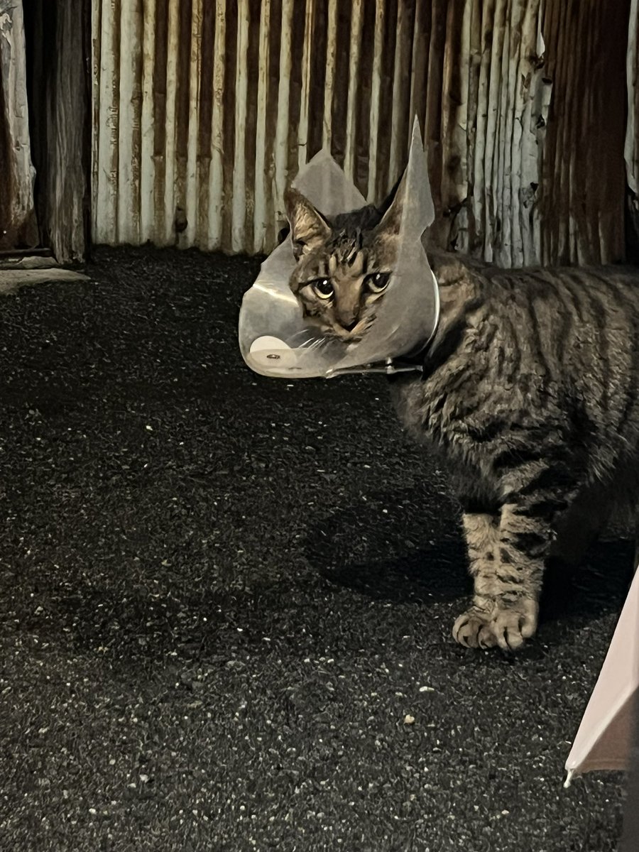 Queue_de_cle's tweet image. 【拡散希望】
ボロボロのエリザベスカラーをつけたキジトラの猫ちゃんが現れました。かなり疲れている様子で、飼い主さんが探している可能性があります

特徴：透明なエリザベスカラー着用

飼い主さんの元へ帰してあげたいです
ご協力をお願いします。

#迷い猫 #大阪市 #キジトラ #エリザベスカラー