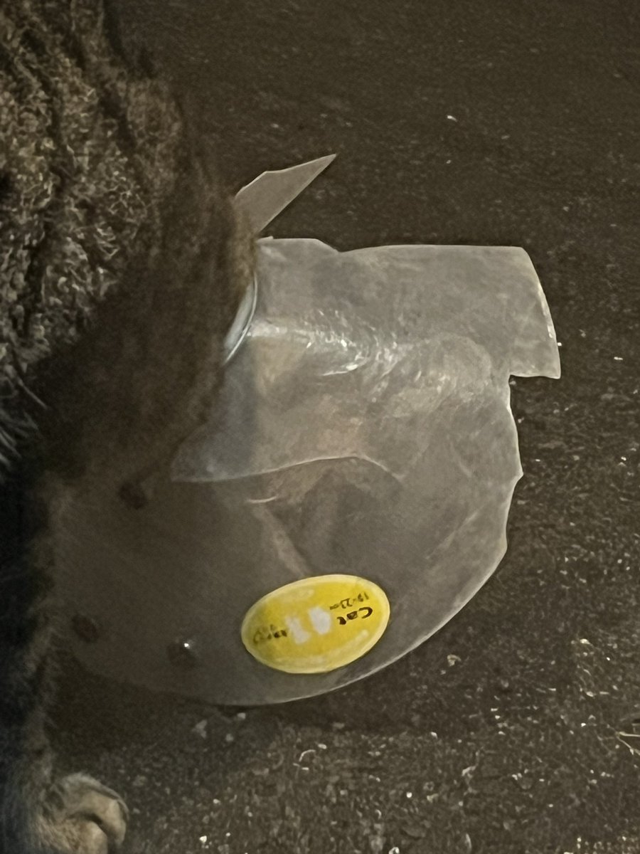 【拡散希望】
ボロボロのエリザベスカラーをつけたキジトラの猫ちゃんが現れました。かなり疲れている様子で、飼い主さんが探している可能性があります

特徴：透明なエリザベスカラー着用

飼い主さんの元へ帰してあげたいです
ご協力をお願いします。

#迷い猫 #大阪市 #キジトラ #エリザベスカラー