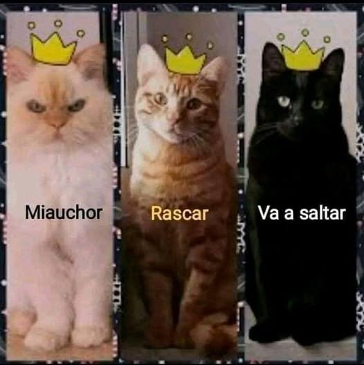 El grifo pirata carmesí (🌒🎲📜) (@erigoldelviento) on Twitter photo 