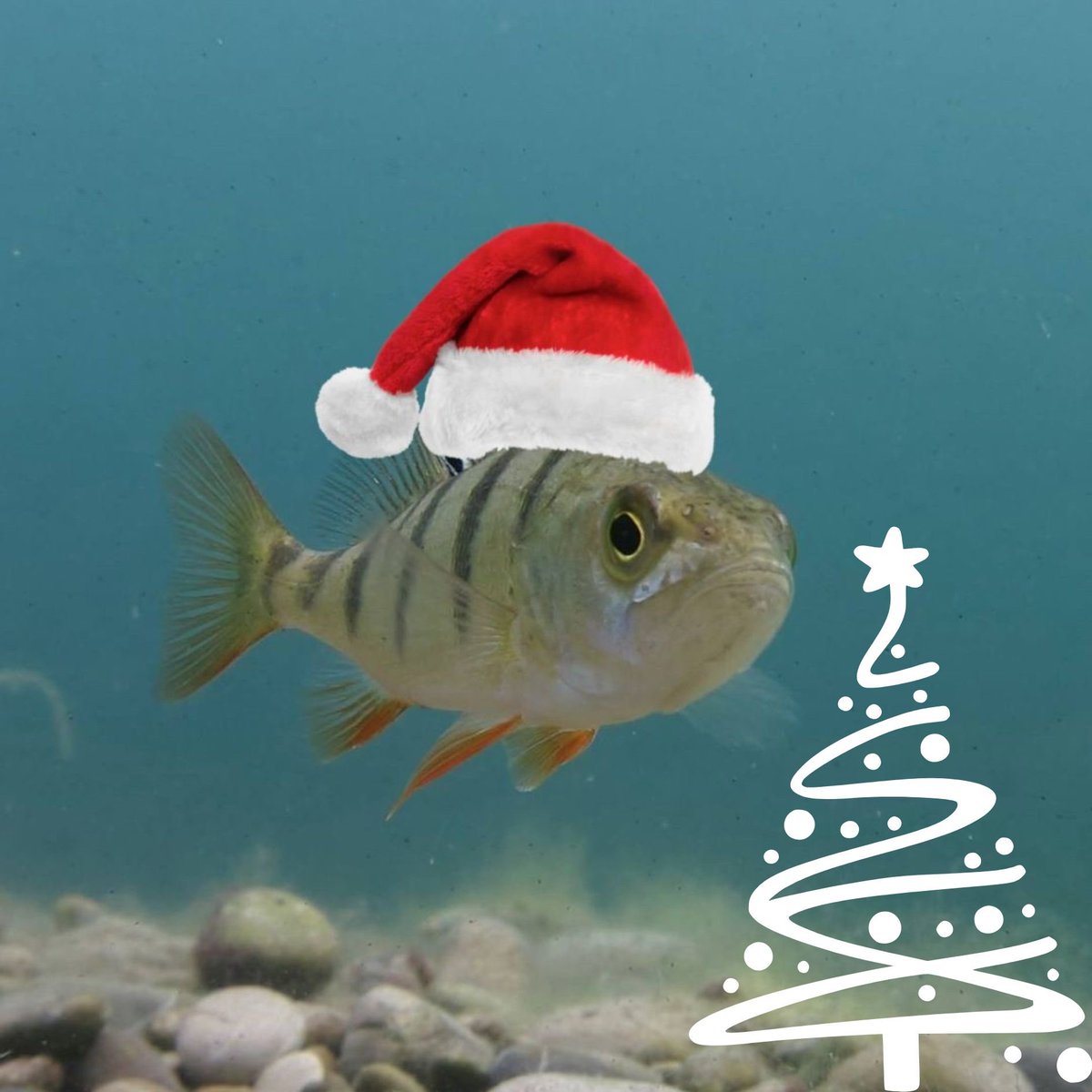 Das ganze Team von diveXellence wünscht euch ein Frohes Fest 🎄 &amp; ruhige Weihnachtsfeiertage!
Am 29.12. sind wir wieder wie gewohnt für euch da. Vergesst auch nicht die nächsten Termine: See am 3.1., Pool ab 7.1., dive4life und Boot am 24./25.1. 
#tauchschule #padi #tauchenlernen