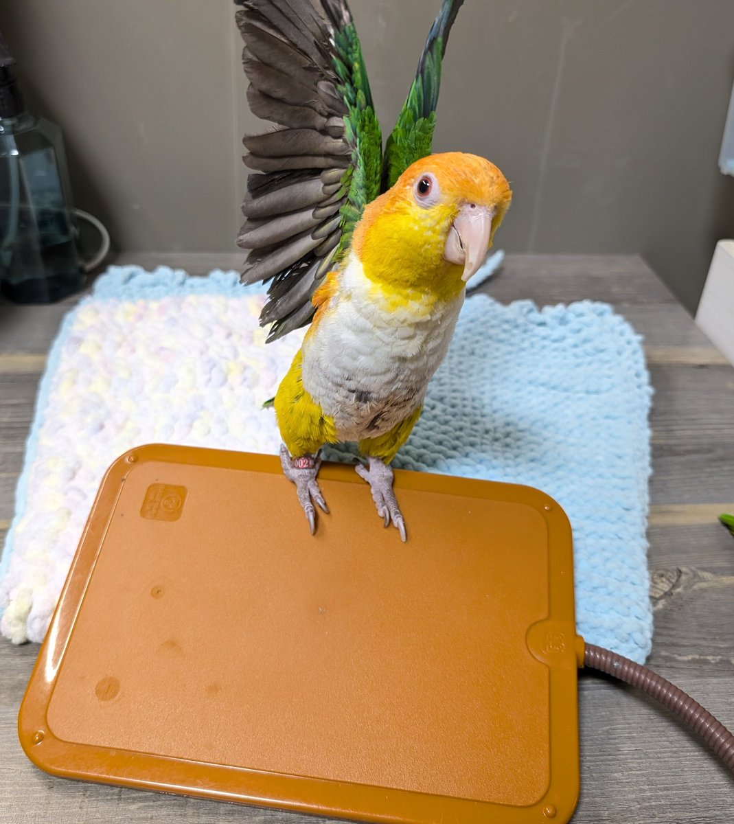 右クリック(2025年度キタアオジタ販売中) (@Migi_c) / Posts / X