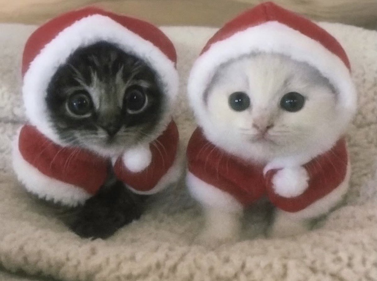 catsdotjpg's tweet image. 