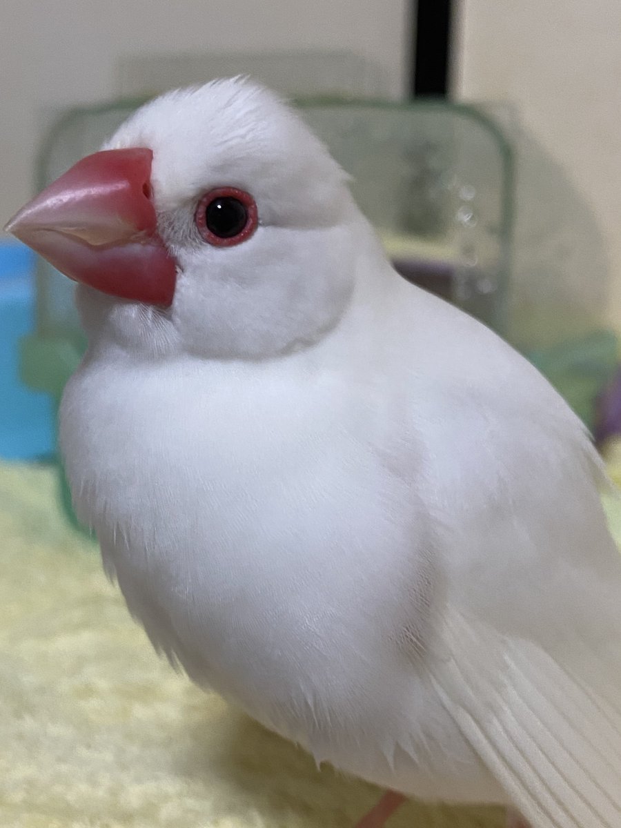 ♡- ̗̀ ヵヮィィ ̖́-♡ひまちゃん👸🏻 アイコンも(๑•̀ㅂ•́)و✧いい