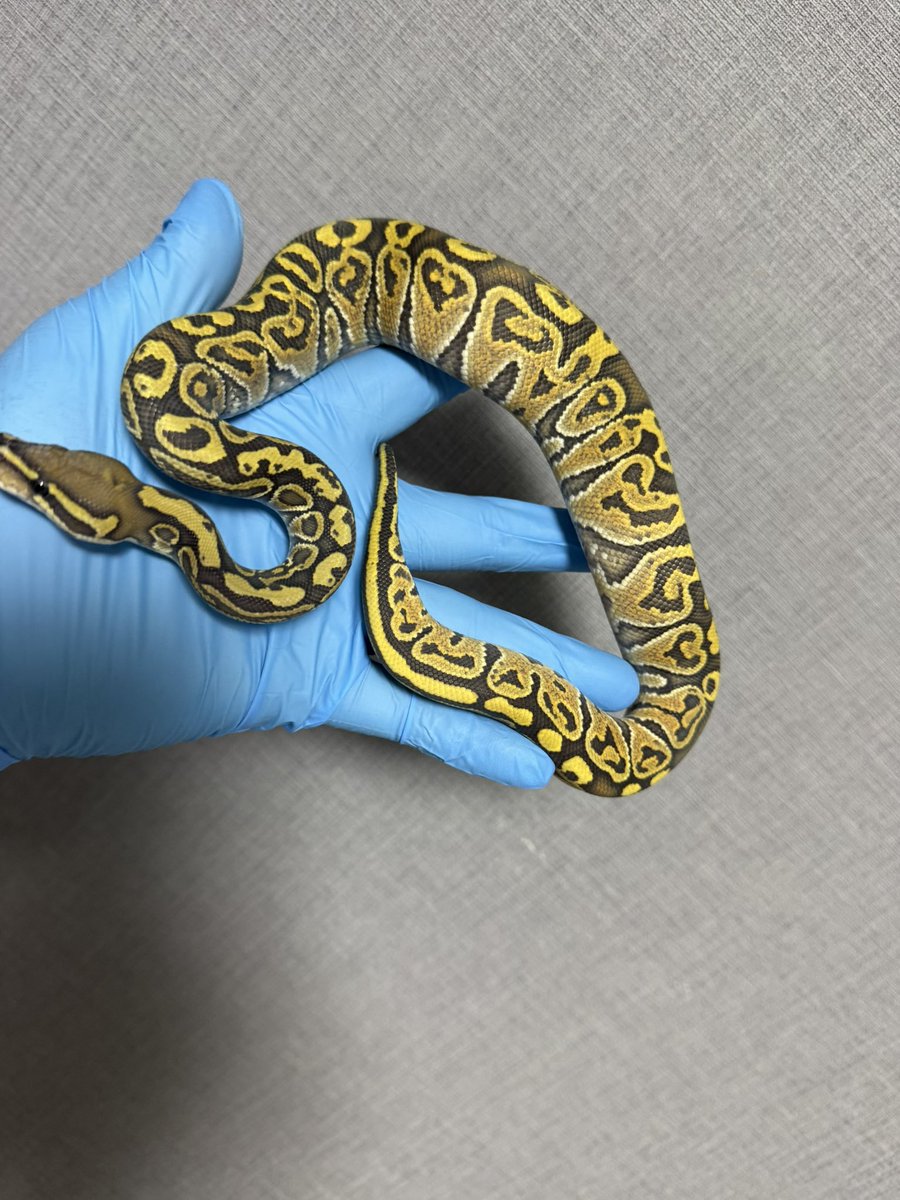 lonchan (@lonchankun) / Posts / X