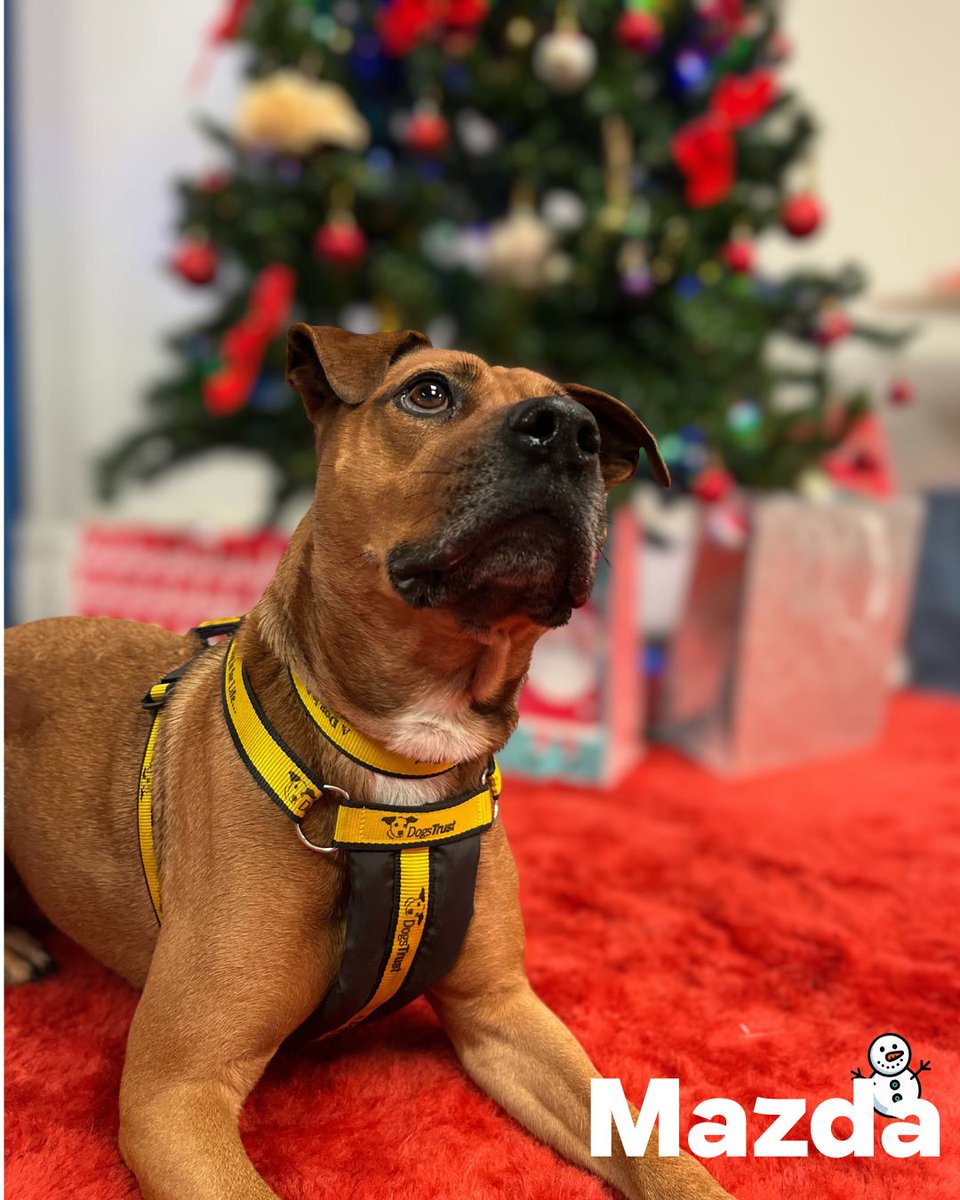 Dogs Trust Merseyside tweet media