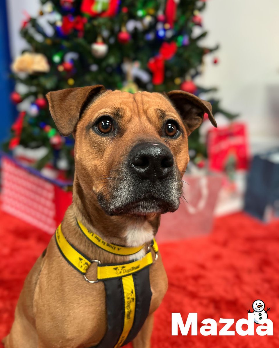 Dogs Trust Merseyside tweet media