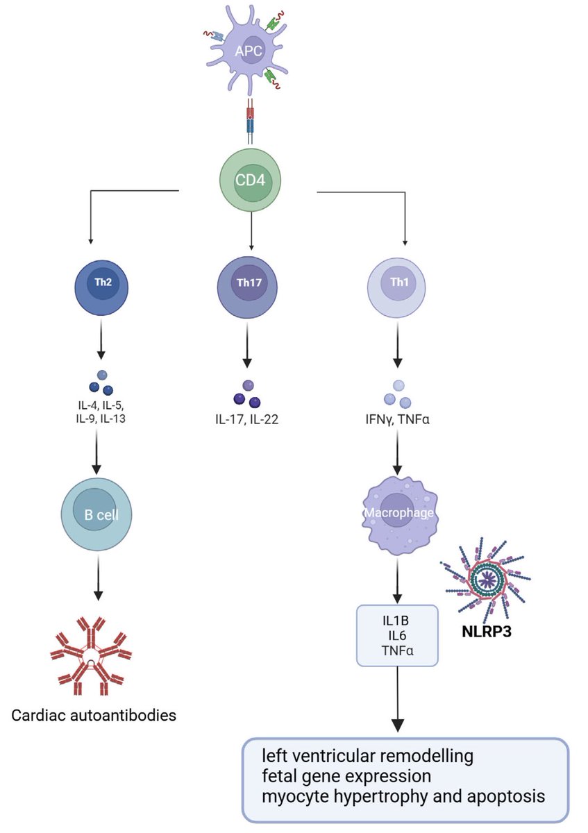 HFAPresident tweet media