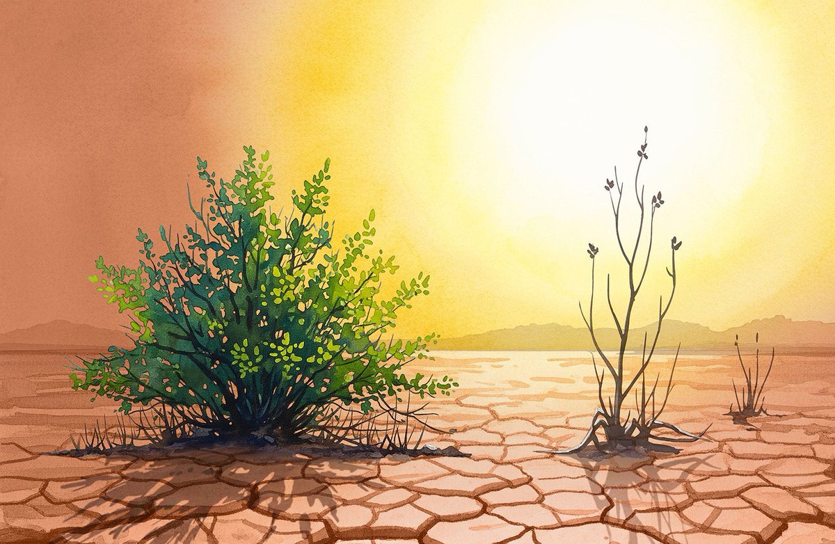 New Phytologist tweet media