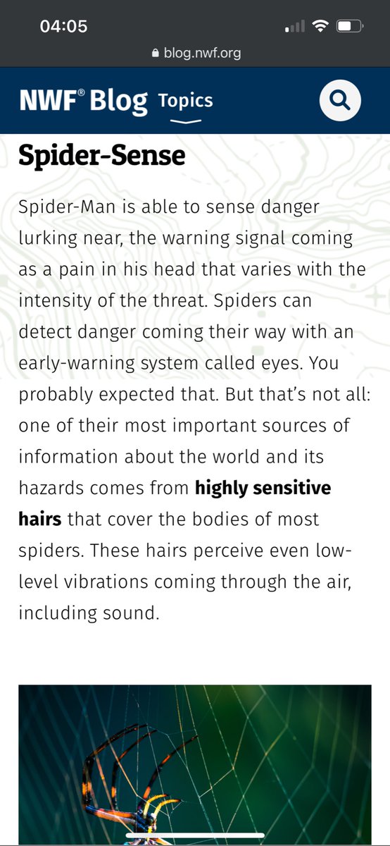 player1129949's tweet image. Bro cropped this for the meme lol