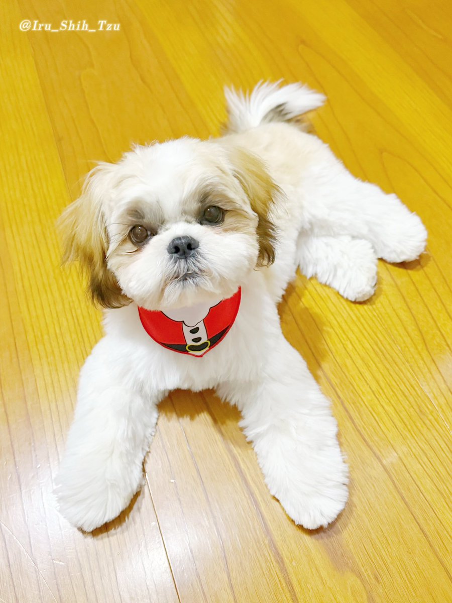 イルはシーズー (@Iru_Shih_Tzu) / Posts / X