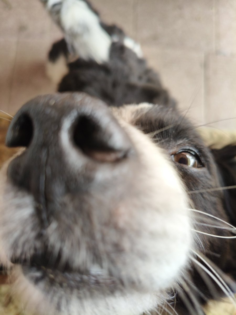 Pulsh🇵🇱🇩🇪 tweet media