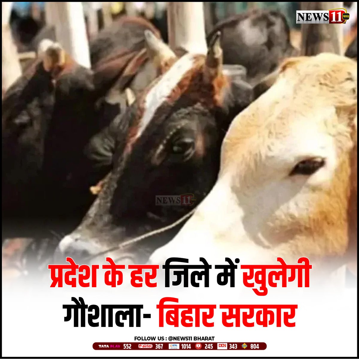 news11bharat's tweet image. बिहार सरकार ने गायों की सुरक्षा और बढ़ावे को लेकर बड़ा ऐलान किया है. अब बिहार के हर जिले में गौशालाएं खोली जाएंगी.

#BiharGovernment #GauSeva #CowProtection #Gaushala #BiharNews #RuralDevelopment #AnimalWelfare #GauMata #GovernmentScheme #DesiCow