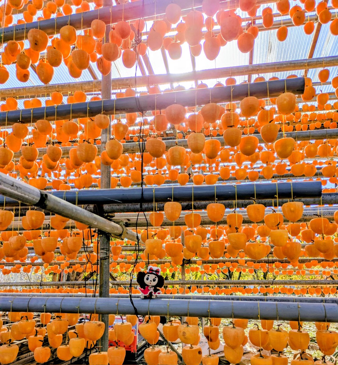 ころ柿出来ました🥰
約一か月半、手間ひまかけて
甘くて美味いころ柿になりました🤤
#チェブラーシカ
#よぴ家の日常
#ころ柿