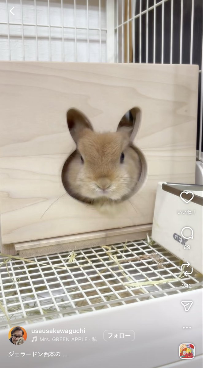 これあまりにも可愛くて欲しい…… でもきっと入ってくれないだろうな