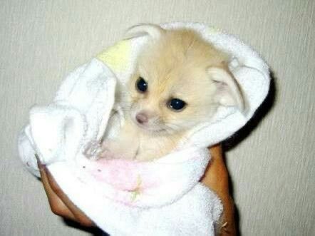 of__autumn's tweet image. (끼잉...낑..끼잉잉...)