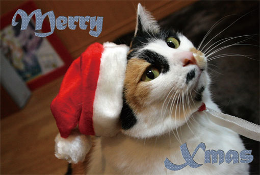 にゃん太通販+にゃっ展+にゃんにゃんBOX+猫十字 (@nyantashop) / Posts / X