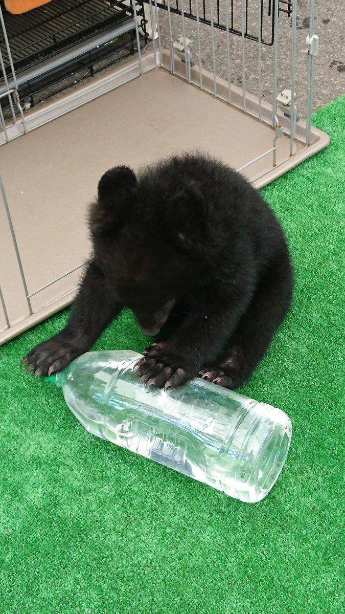 今夜も飲ませろぅ(お薬を)。