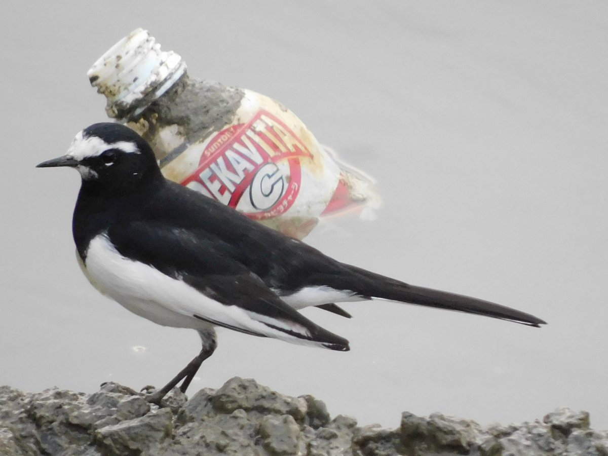 パクパク 新品)HAKUBA (ハクバ) プラスシェルトレック04 バックパック 27 SP