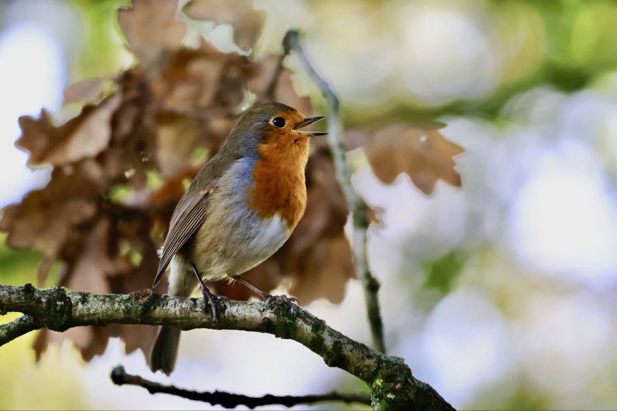 sett_ava's tweet image. Happy festive season everyone