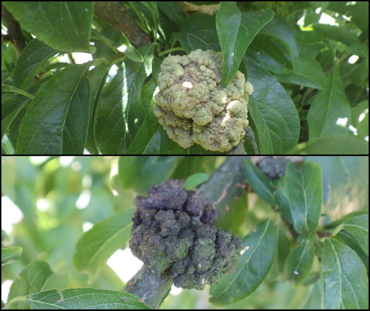 White and dark chocolate truffles? 🍫⚪⚫
No, just plum wood cankers from our own dataset, a sweet-looking plant disease!
Happy Holidays from DeepPlants! 🎄