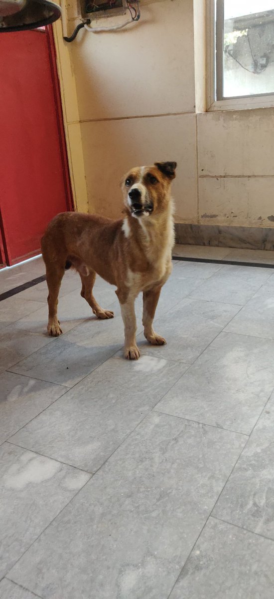 tws_pk2's tweet image. Oreo had one wish and that was never to see the cruel streets of Pakistan again. Good news is that Oreo has found himself a forever home 🥳. Please help us to raise £70 to cover all transport costs and make his Christmas special one 🎄. PayPal: paypal.me/twsociety
Ref: Oreo