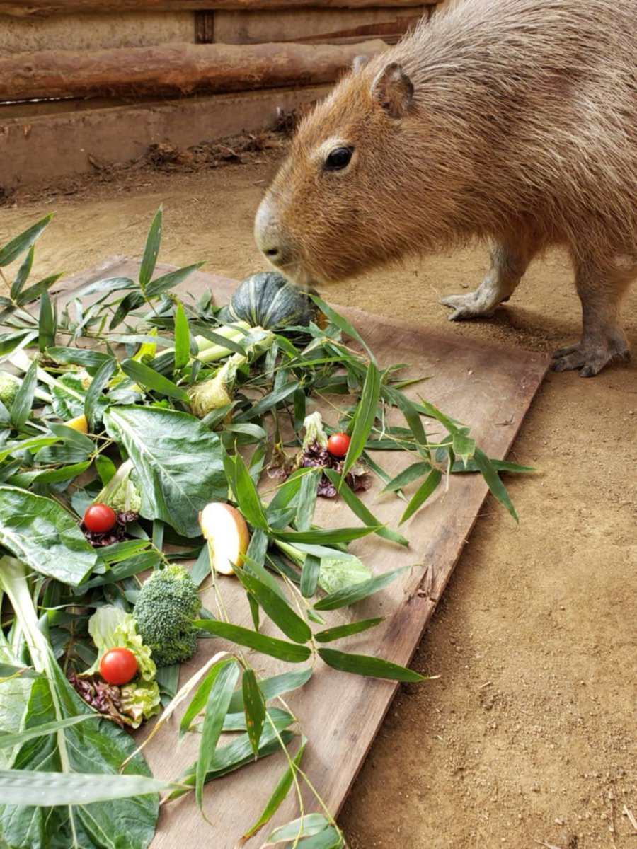 Sato (@Sato56827184) / Posts / X