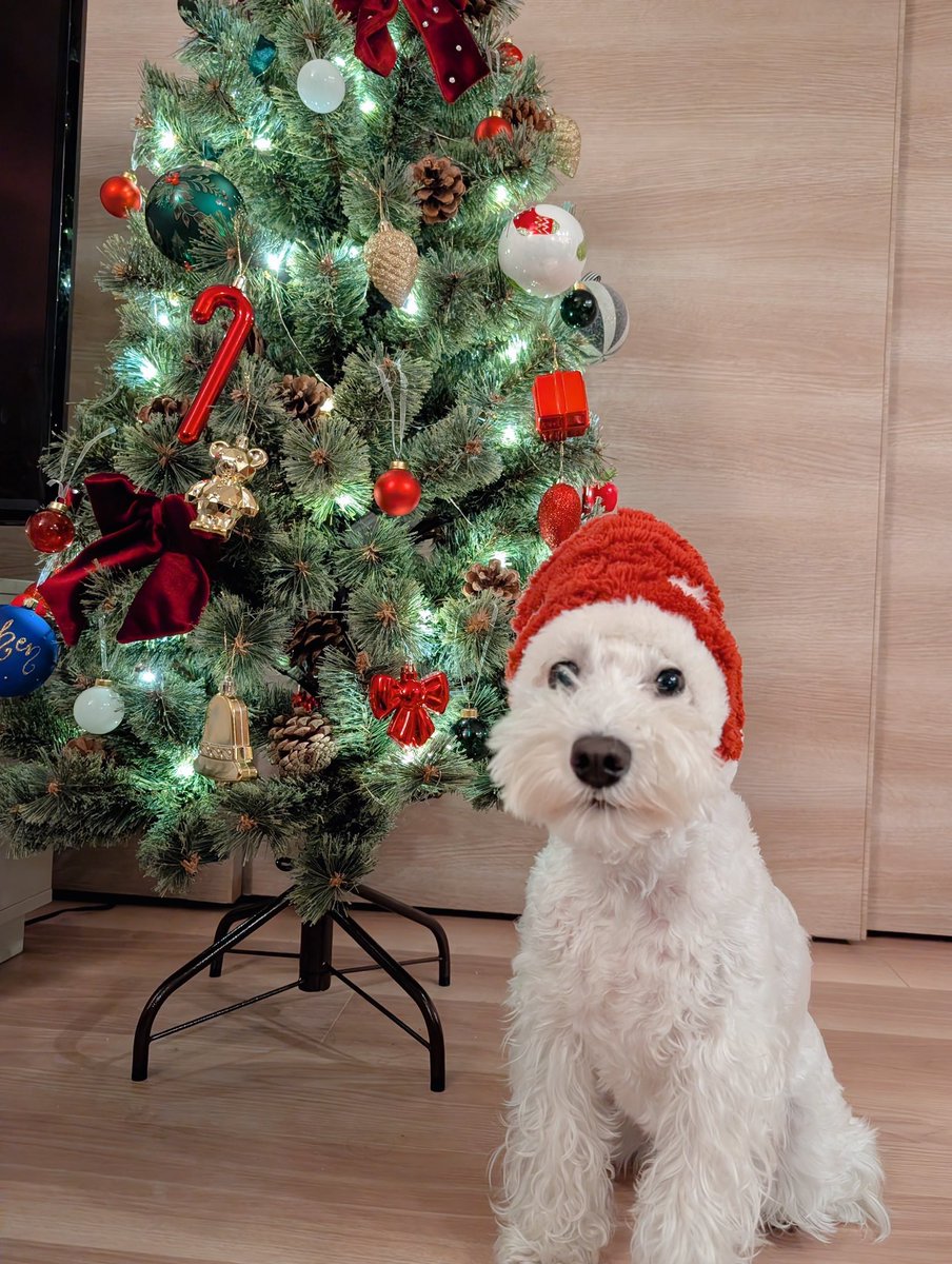 Sooth_WhiteDog's tweet photo. メリークリスマスイブ🍰 https://t.co/mdzdxEogoY