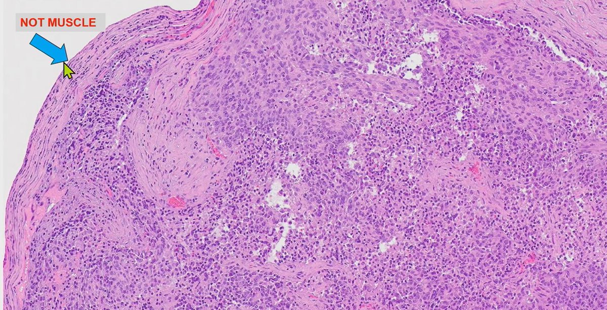 Janira Navarro tweet media