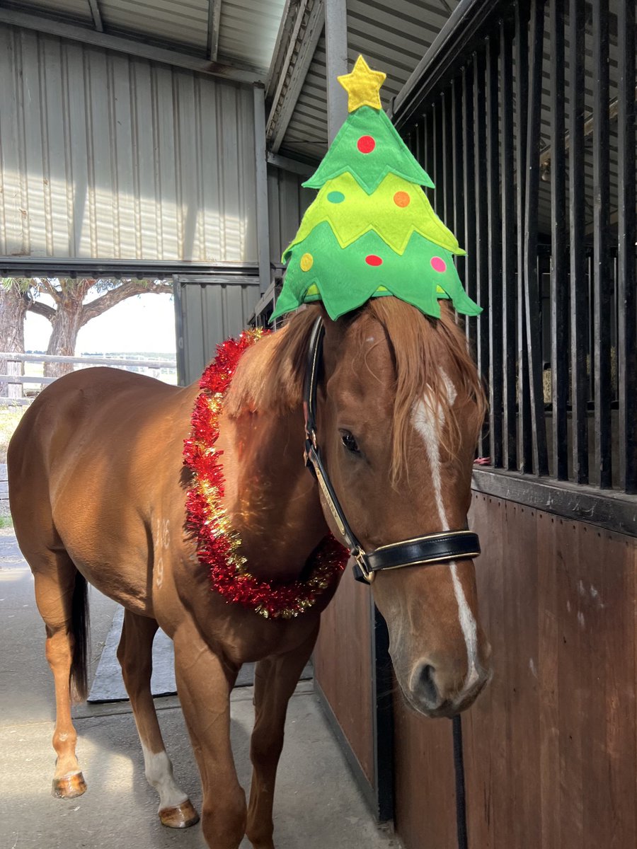 Lunar & Sunny 🐴 tweet media