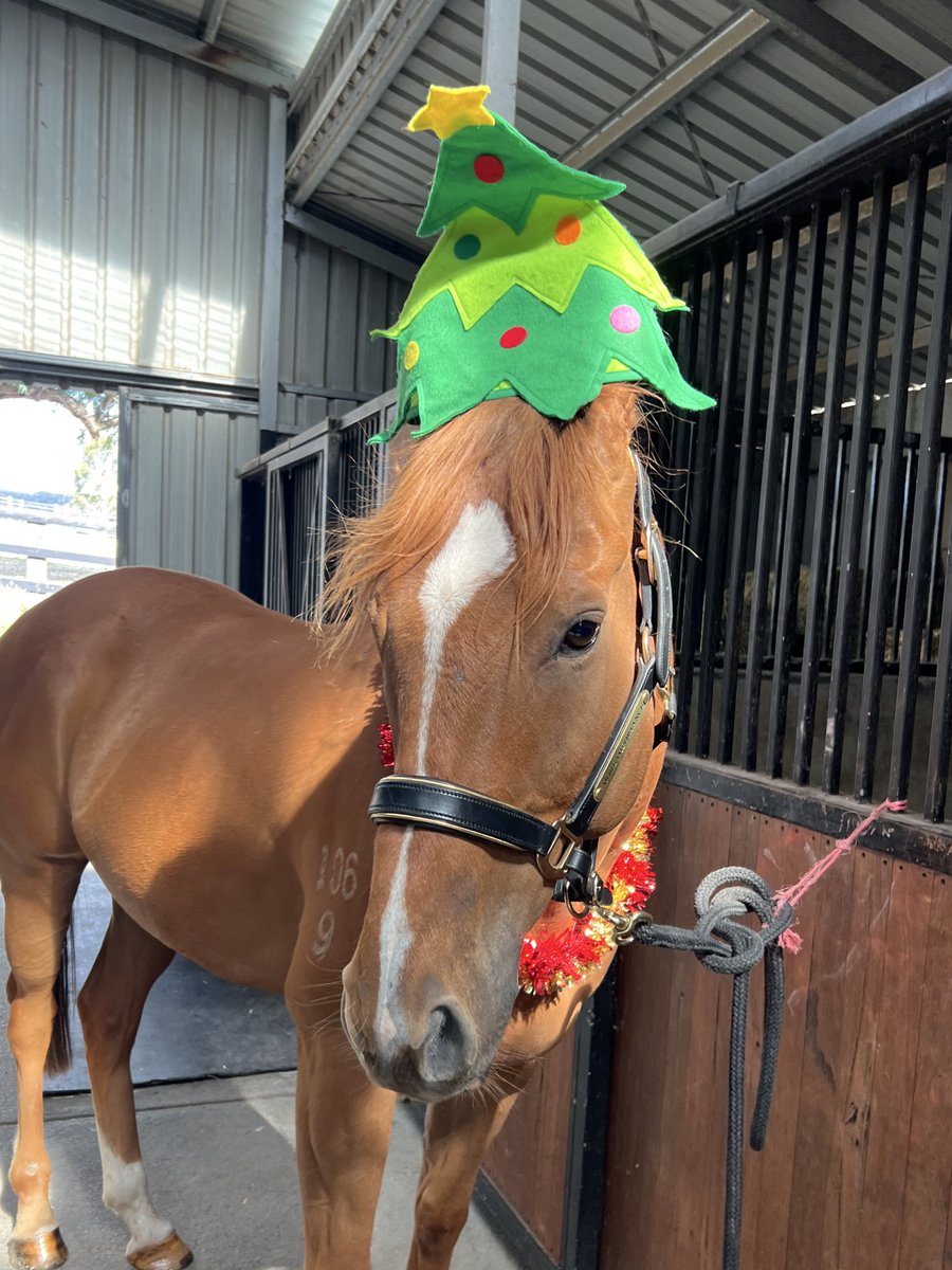 Lunar & Sunny 🐴 tweet media