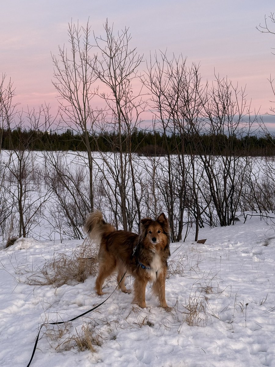 Собака обижена, потому как вычесана вся и выстрижена местами. Но здесь она еще не знает, что через пару часов и вымыта еще будет. Вот где засада! Сочувствующие, в виде кошки, рвались в ванную освобождать несчастное животное.