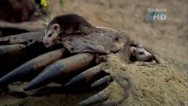 Taylor McCoy 🦖 tweet media