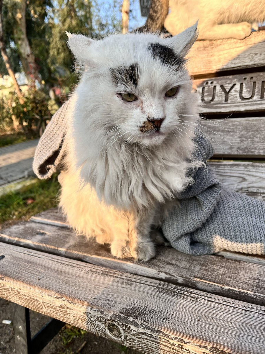 ozomert's tweet image. Bostanlı Boğaziçi karşısında taksi durağındaki abiler üstünü örtüp misafir ediyor.  Yaşlandığı için sokağa atılmış söylediklerine göre dişleri yokmuş, kendini koruması beslenmesi mümkün değil.  Benim hesapta duyulmaz acaba son günleri için yuvası olur mu?@minkominkom