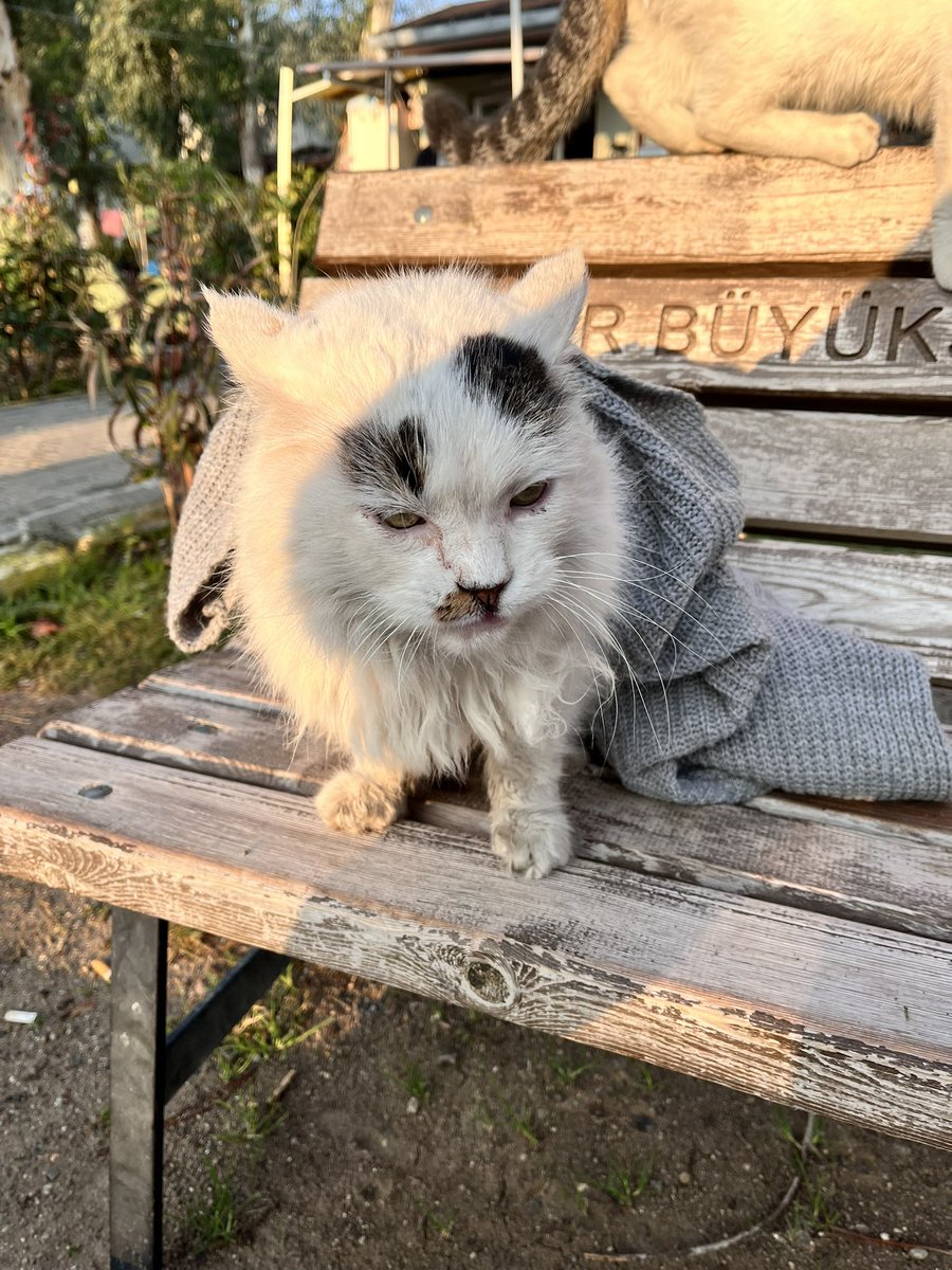 ozomert's tweet image. Bostanlı Boğaziçi karşısında taksi durağındaki abiler üstünü örtüp misafir ediyor.  Yaşlandığı için sokağa atılmış söylediklerine göre dişleri yokmuş, kendini koruması beslenmesi mümkün değil.  Benim hesapta duyulmaz acaba son günleri için yuvası olur mu?@minkominkom