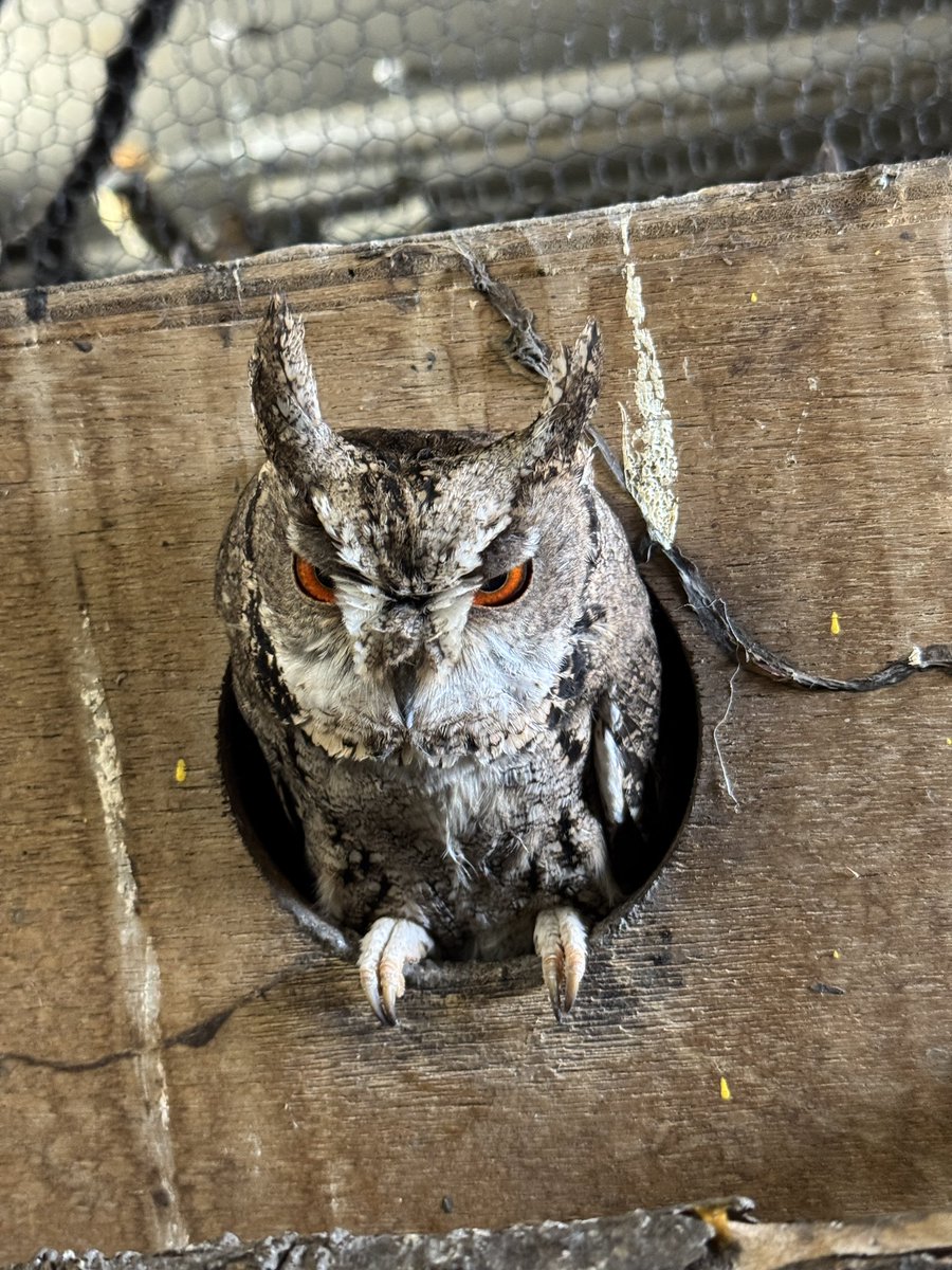 asahiyamazoo1's tweet photo. 昨日のオオコノハズク🦉

#旭山動物園　#asahiyamazoo
#オオコノハズク　#冬期は非公開 https://t.co/C0wOxA6IHk