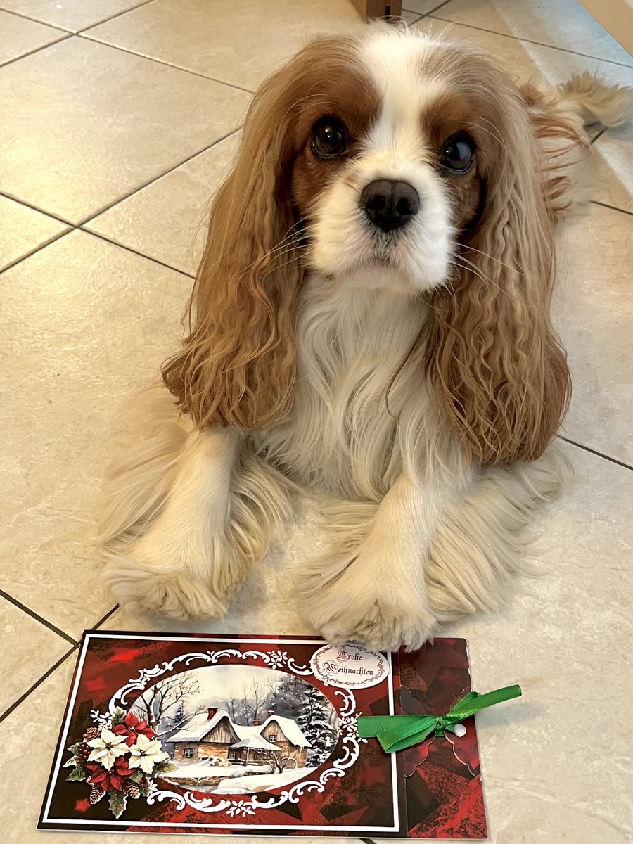 Thank you so much Sammy <a href="/Nanukchen/">Sammy lil bro to Nanuk 🇺🇦</a> + Anja + nonna Isla for this beautiful Xmas card! 🎄🎅💌
#XmasCard 🎄🎅💌
#CavalierKingCharlesSpaniel 🐶