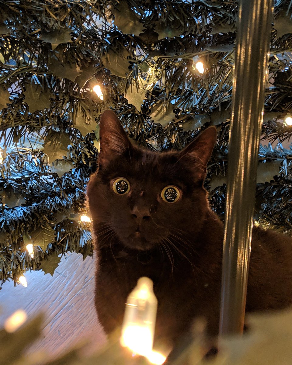 Please look at this image of a cat seeing a Christmas tree for the first time