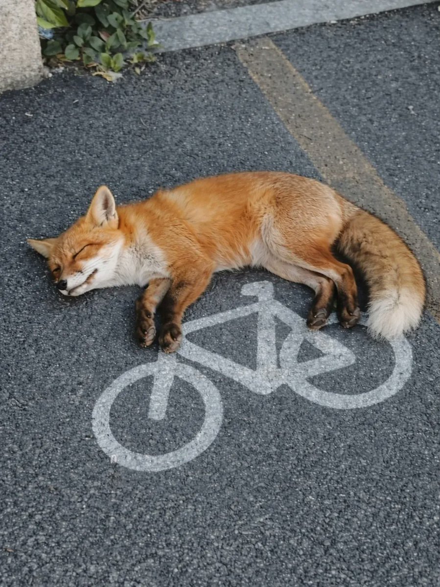 🍁 𝓣𝓱𝓮 𝓕𝓸𝔁 𝓛𝓲𝓯𝓮 🌾🦊 tweet media