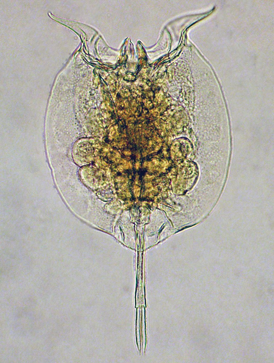 A beautiful 2013 micrograph of a rotifer, pulchritia dorsicornuta.