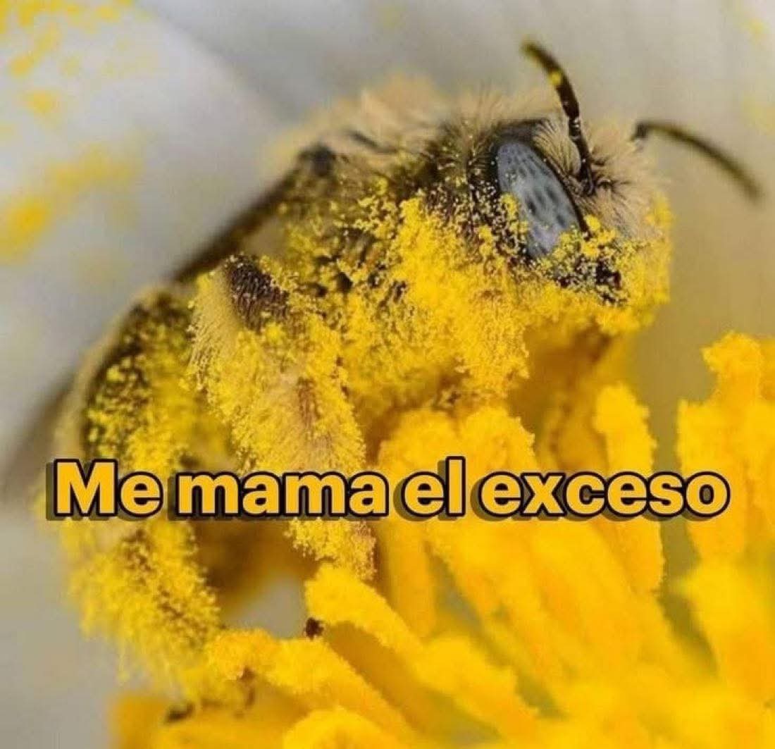 Animalesaprieto's tweet image. 