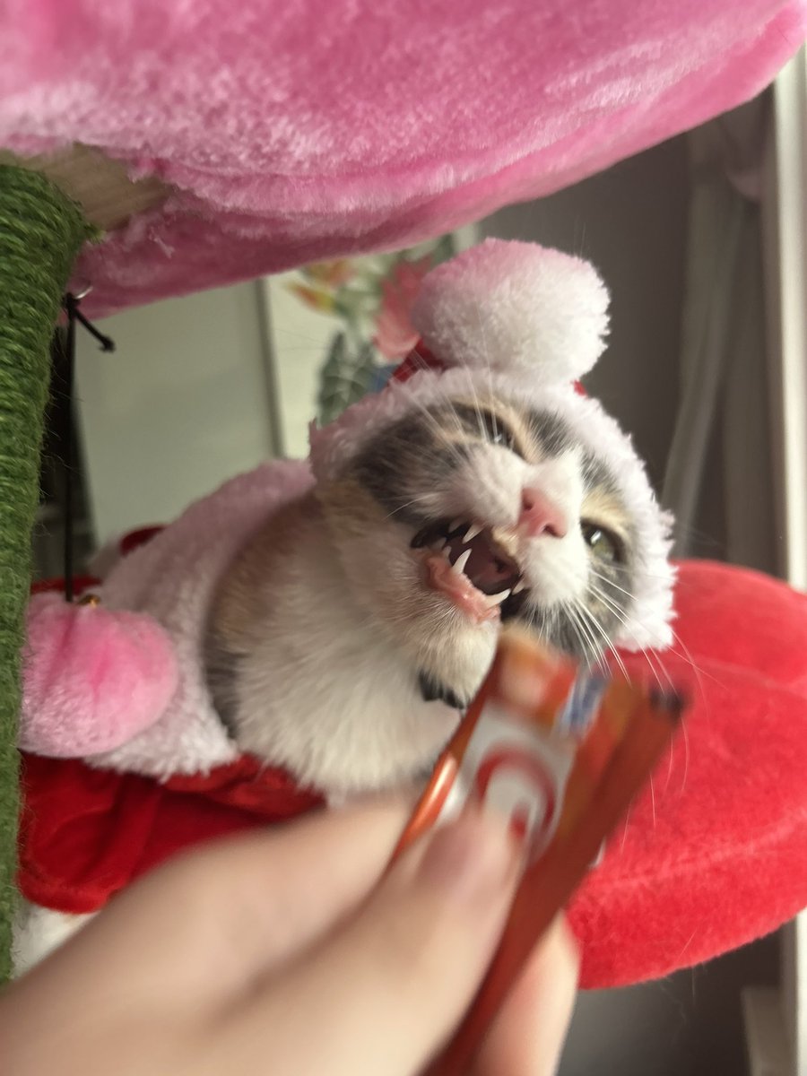 oreoeocat's tweet photo. https://t.co/6jCMaBbNux