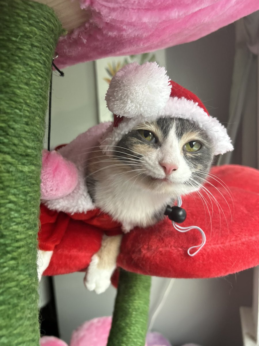 oreoeocat's tweet photo. https://t.co/6jCMaBbNux