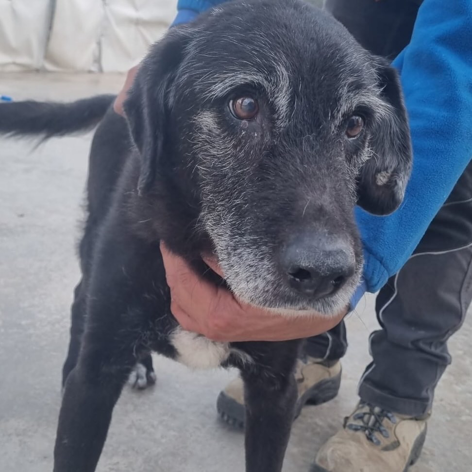 🔴 ¿𝐋𝐞 𝐜𝐨𝐧𝐨𝐜𝐞𝐬?? ¿𝐒𝐚𝐛𝐞𝐬 𝐝𝐞 𝐪𝐮𝐢é𝐧 𝐞𝐬??
Perrito recogido en 𝗧𝗼𝗿𝗱𝗲𝗿𝗮, #BARCELONA.

No tiene chip, es viejecito y tiene tumores.

Alguien lo reconoce? 

Contacto; 937 97 42 72 // atencioanimals@ccmaresme.cat