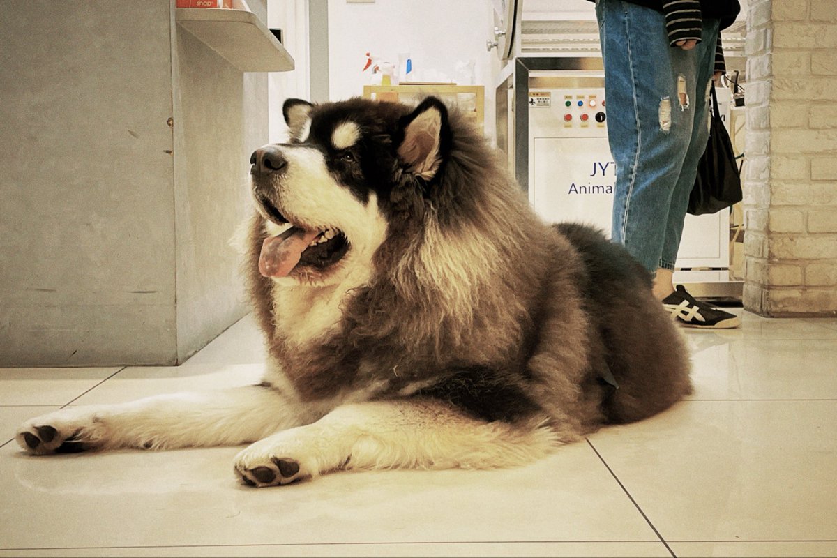 今天看到阿拉斯加雪橇犬🛷，也是平安夜的小幸運🔔