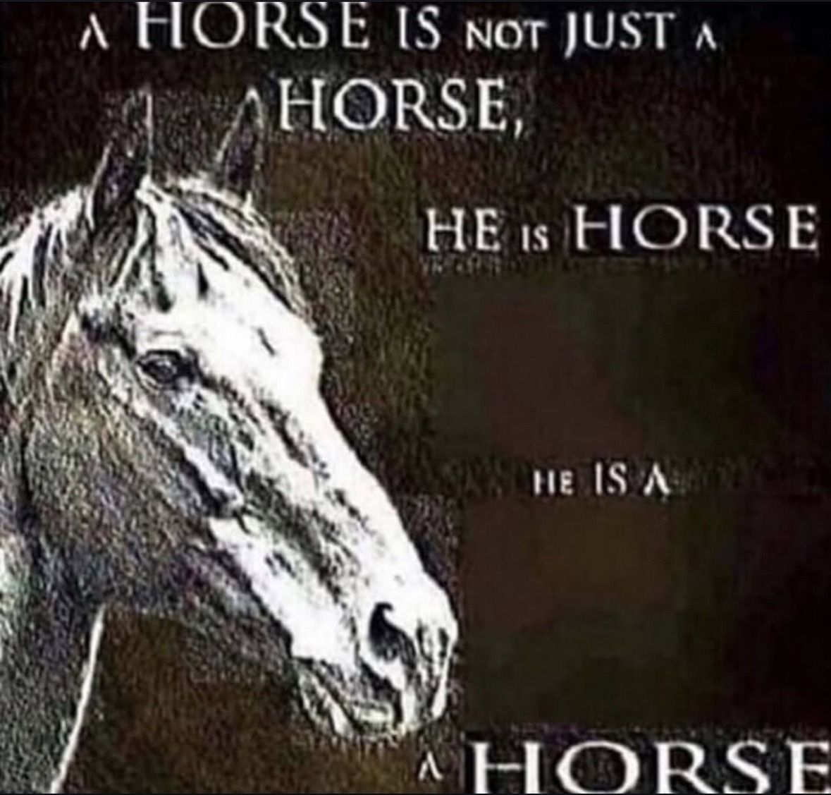 horsetwting's tweet image. 