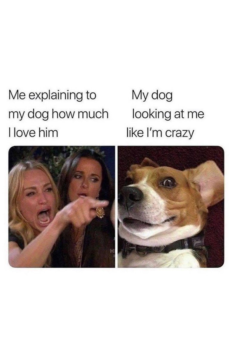 Heckin Good Dogs (@heckingooddogs) on Twitter photo 