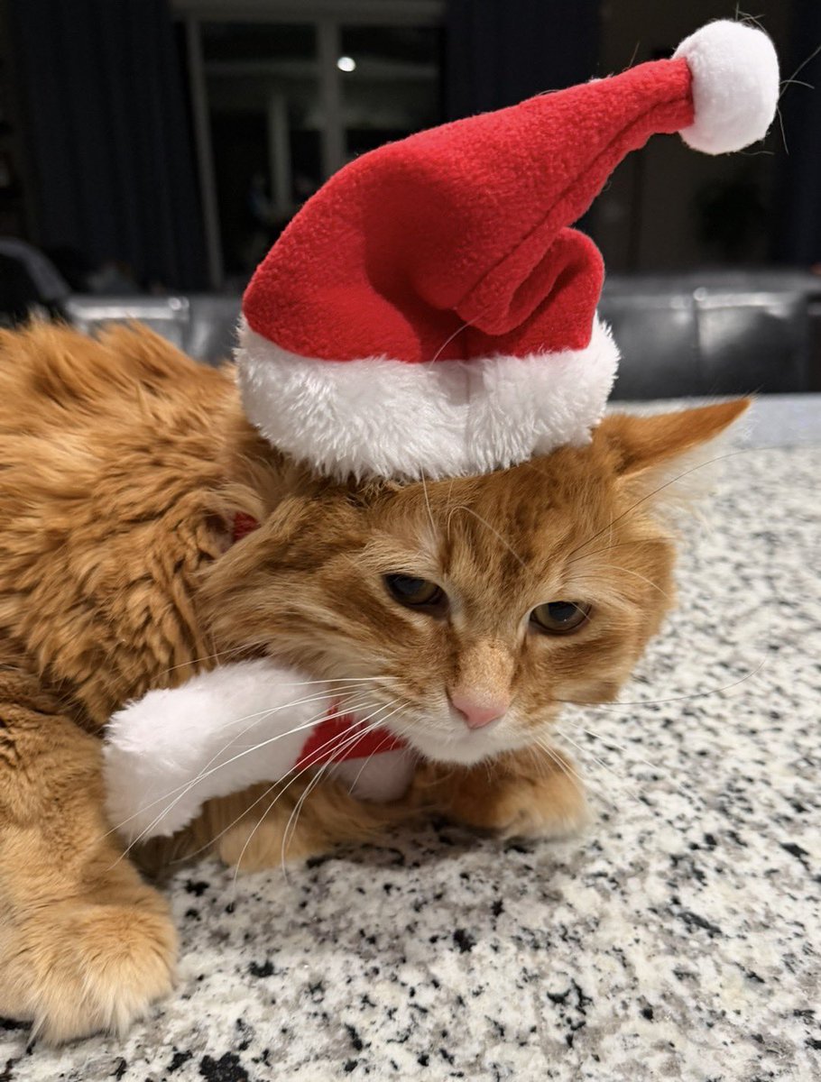 AJamesMcCarthy's tweet image. Merry Greggsmas

The hat was NOT a hit